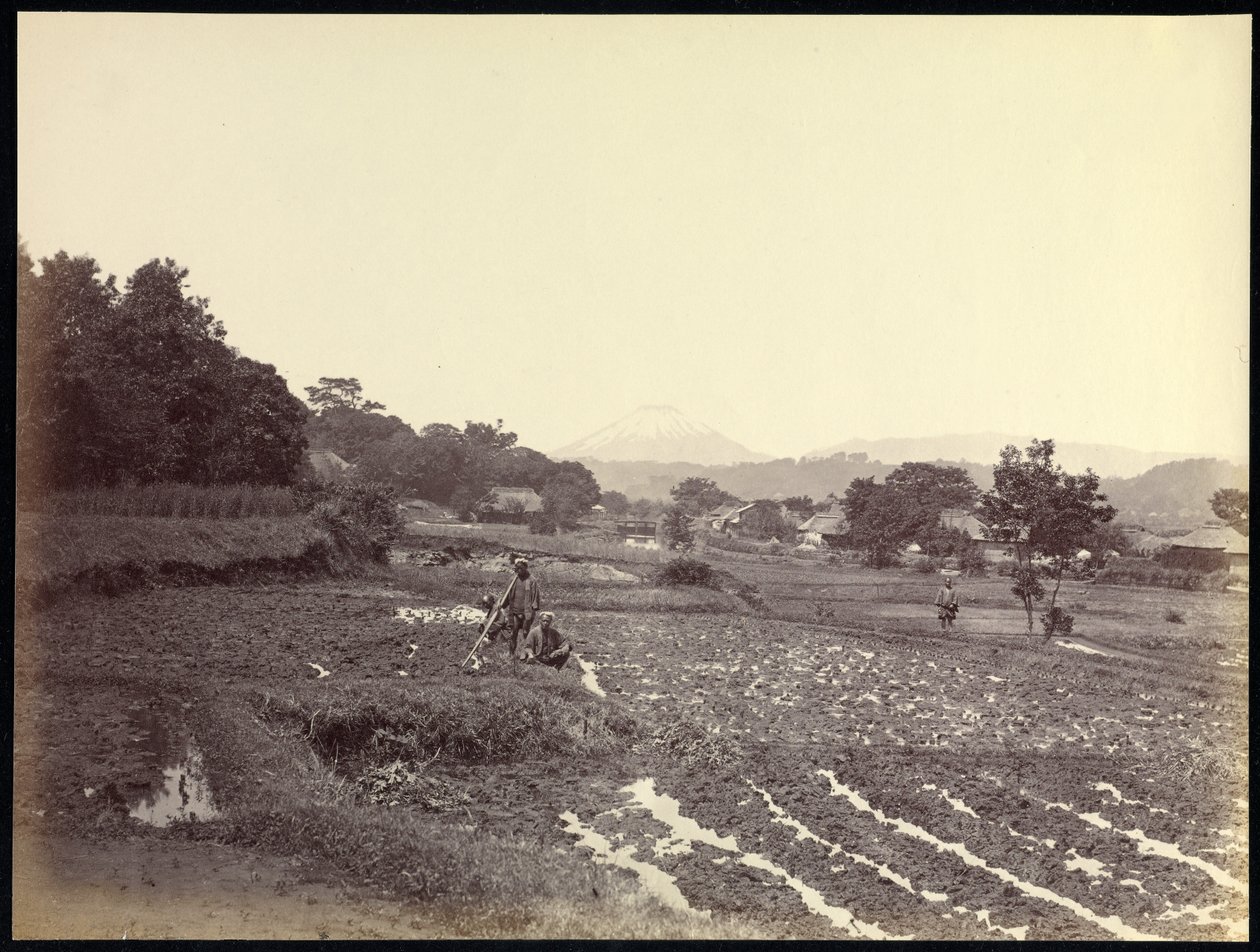  द्वारा फेलिस बीटो