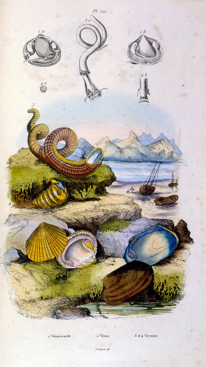  द्वारा फेलिक्स एडौर्ड गुएरिन