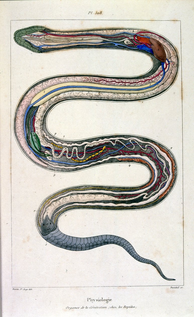  द्वारा फेलिक्स एडौर्ड गुएरिन