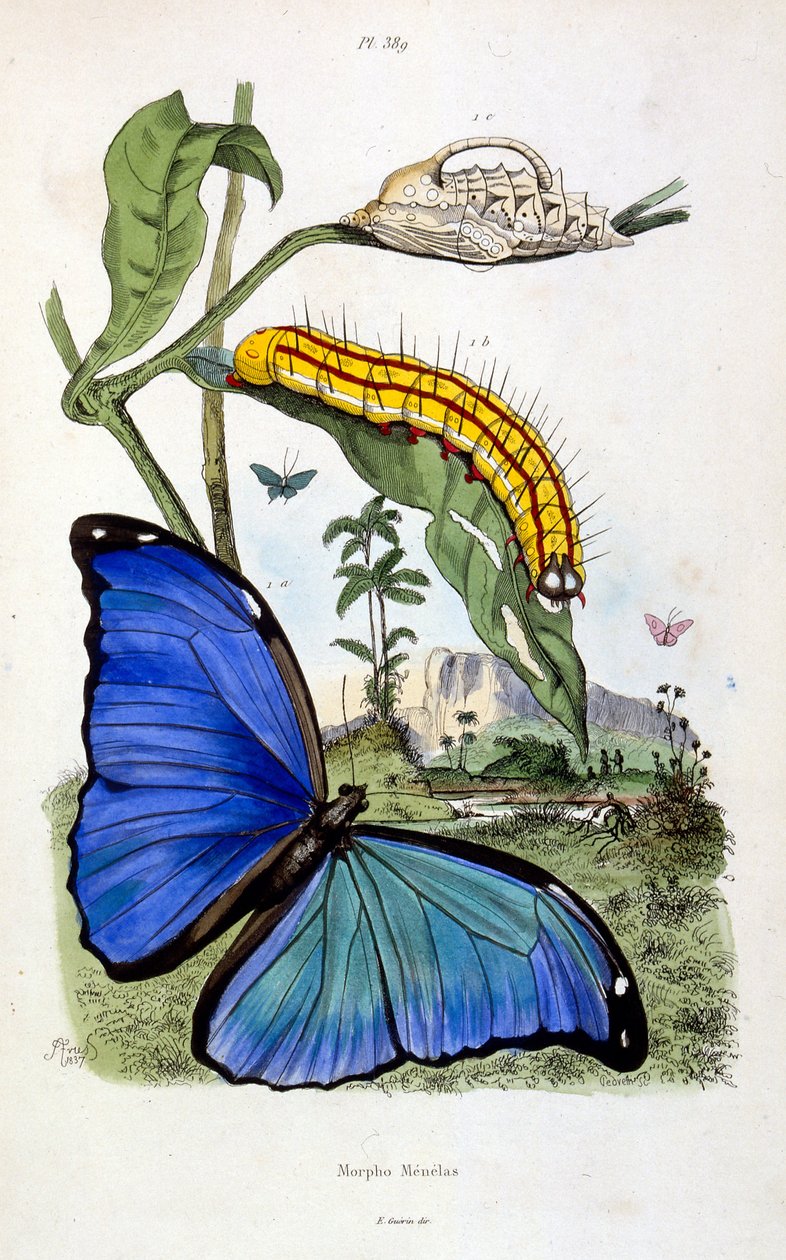  द्वारा फेलिक्स एडौर्ड गुएरिन