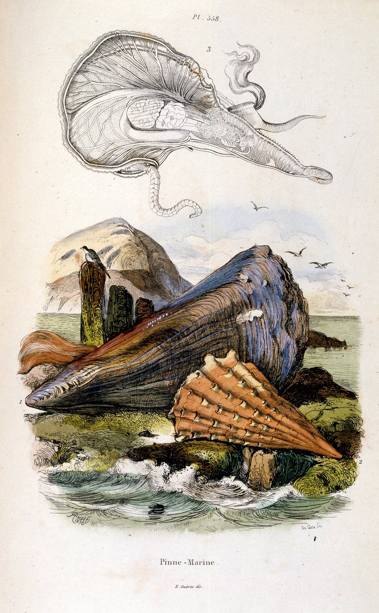  द्वारा फेलिक्स एडौर्ड गुएरिन