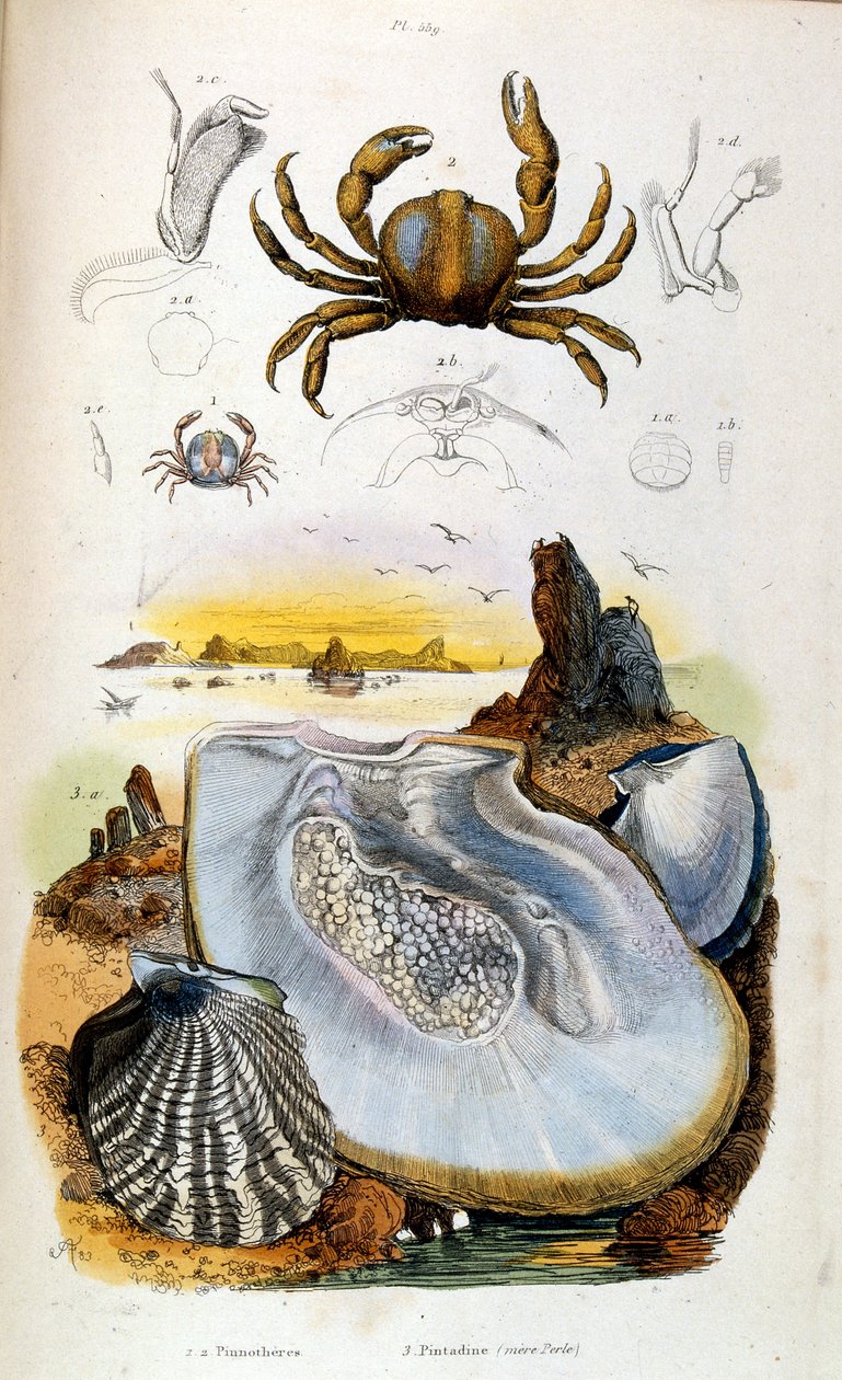  द्वारा फेलिक्स एडौर्ड गुएरिन