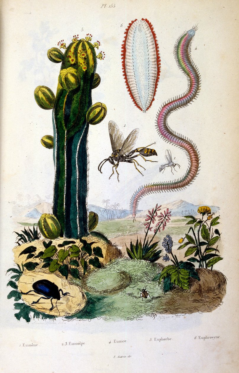  द्वारा फेलिक्स एडौर्ड गुएरिन