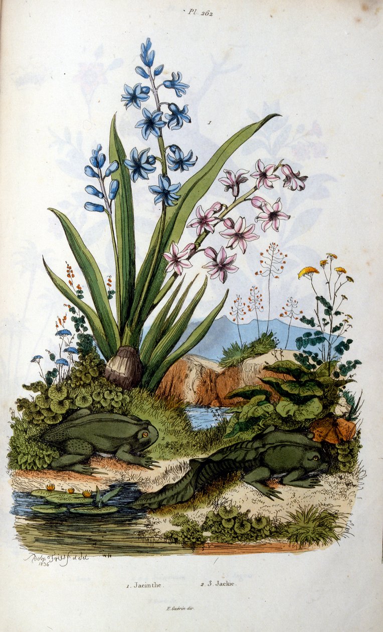  द्वारा फेलिक्स एडौर्ड गुएरिन