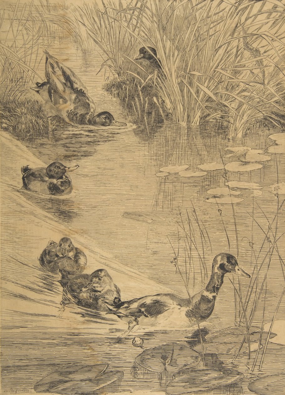 डक फ्रोलिक, 1850-1914। द्वारा फेलिक्स ब्रैकक्मोंड