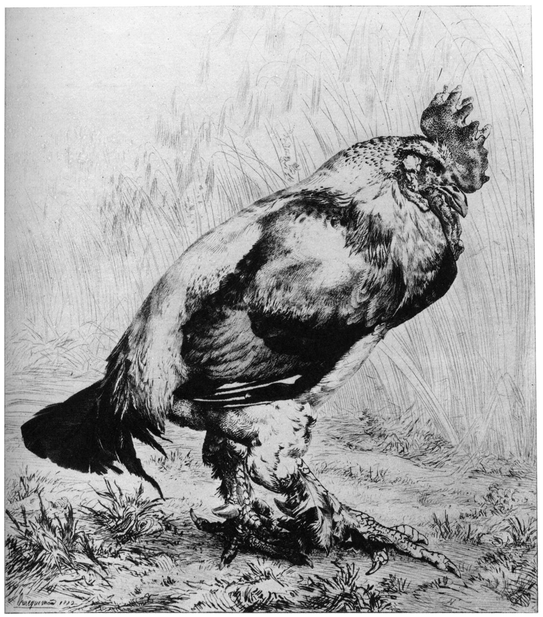 ला कोक, c1850-1910, 1924। द्वारा फेलिक्स ब्रैकक्मोंड
