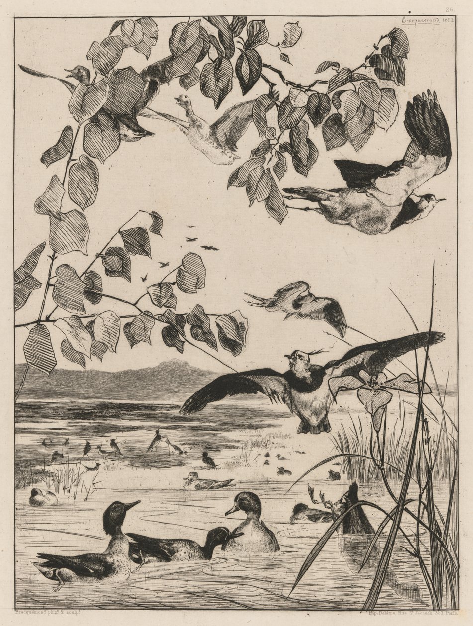 लैपविंग और टील्स, 1862। द्वारा फेलिक्स ब्रैकक्मोंड