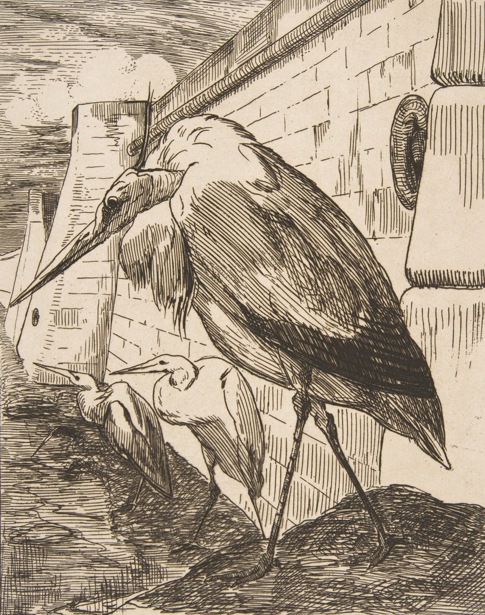 स्टॉर्क, 1870, 1870। द्वारा फेलिक्स ब्रैकक्मोंड
