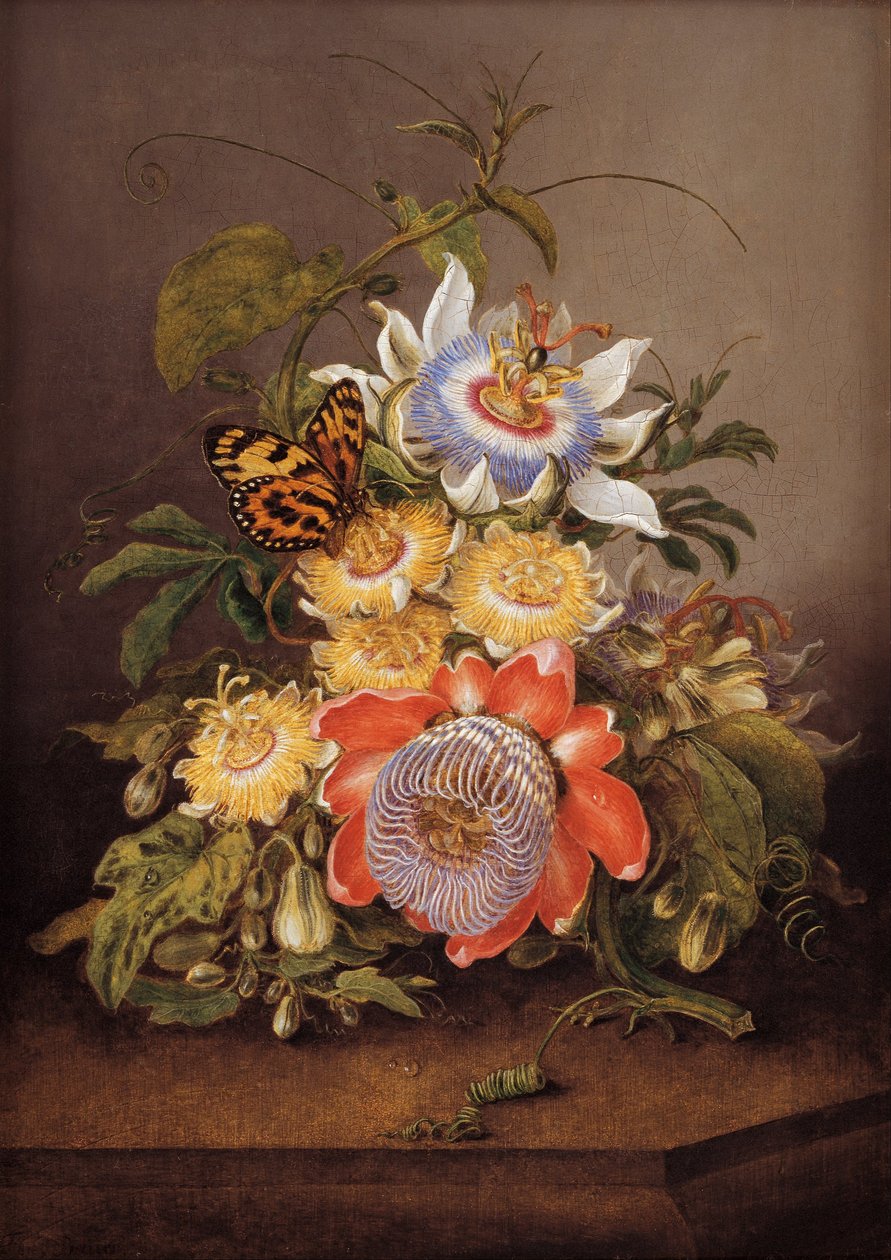 Passionflowers द्वारा फर्डिनेंड बाउर