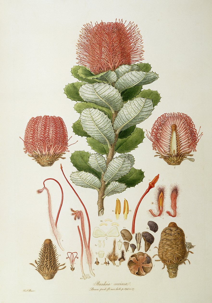 Banksia कोक्किनिया, चित्रण Novaie फ्लोरा हॉलैंड से &39;, प्रकाशित 1813 द्वारा फर्डिनेंड बाउर