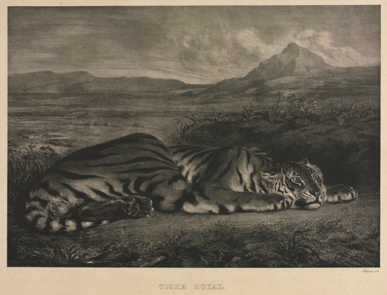 रॉयल टाइगर, 1829। द्वारा फर्डिनेंड विक्टर यूजीन डेलाक्रोइक्स