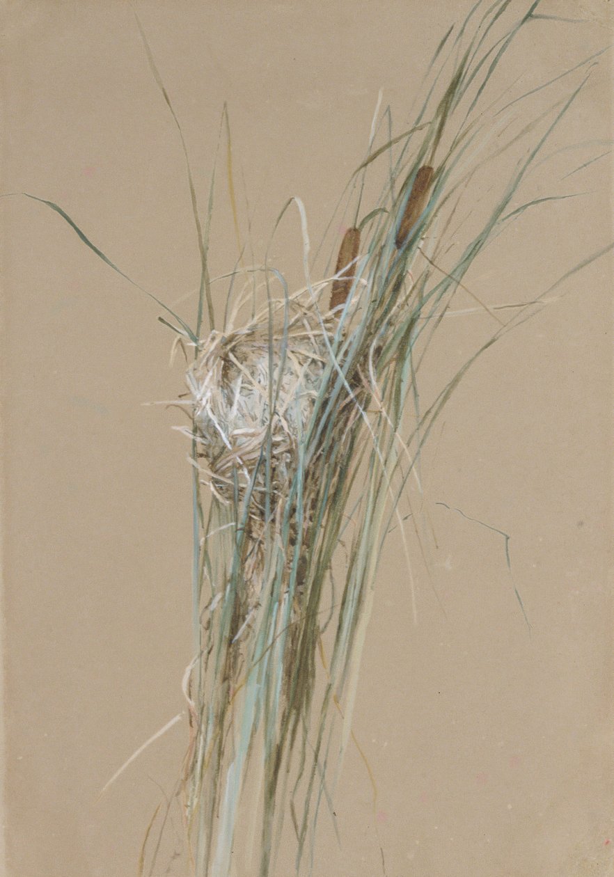 Cattails में पक्षी घोंसला, ca. 1875। द्वारा फिदेलिया ब्रिज