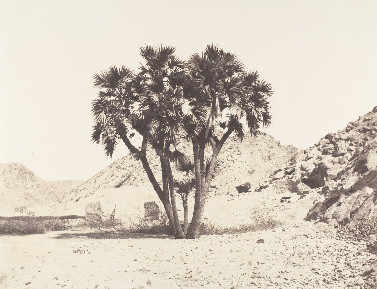 फ़िलेह का परिवेश, नील के पूर्वी तट पर पामियर डौम, 1851-52, 1853-54 मुद्रित। द्वारा फेलिक्स टाइनार्ड