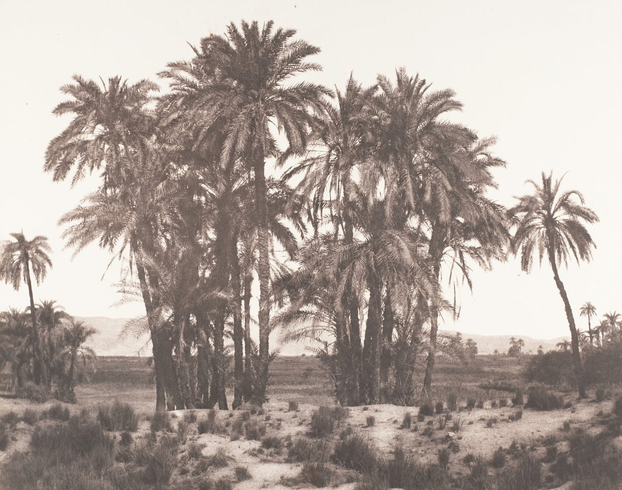 कर्णक, ग्रुप ऑफ़ डेट पाम्स सीन्स फ्रॉम पॉइंट ए, 1851-52, प्रिंटेड 1853-54। द्वारा फेलिक्स टाइनार्ड