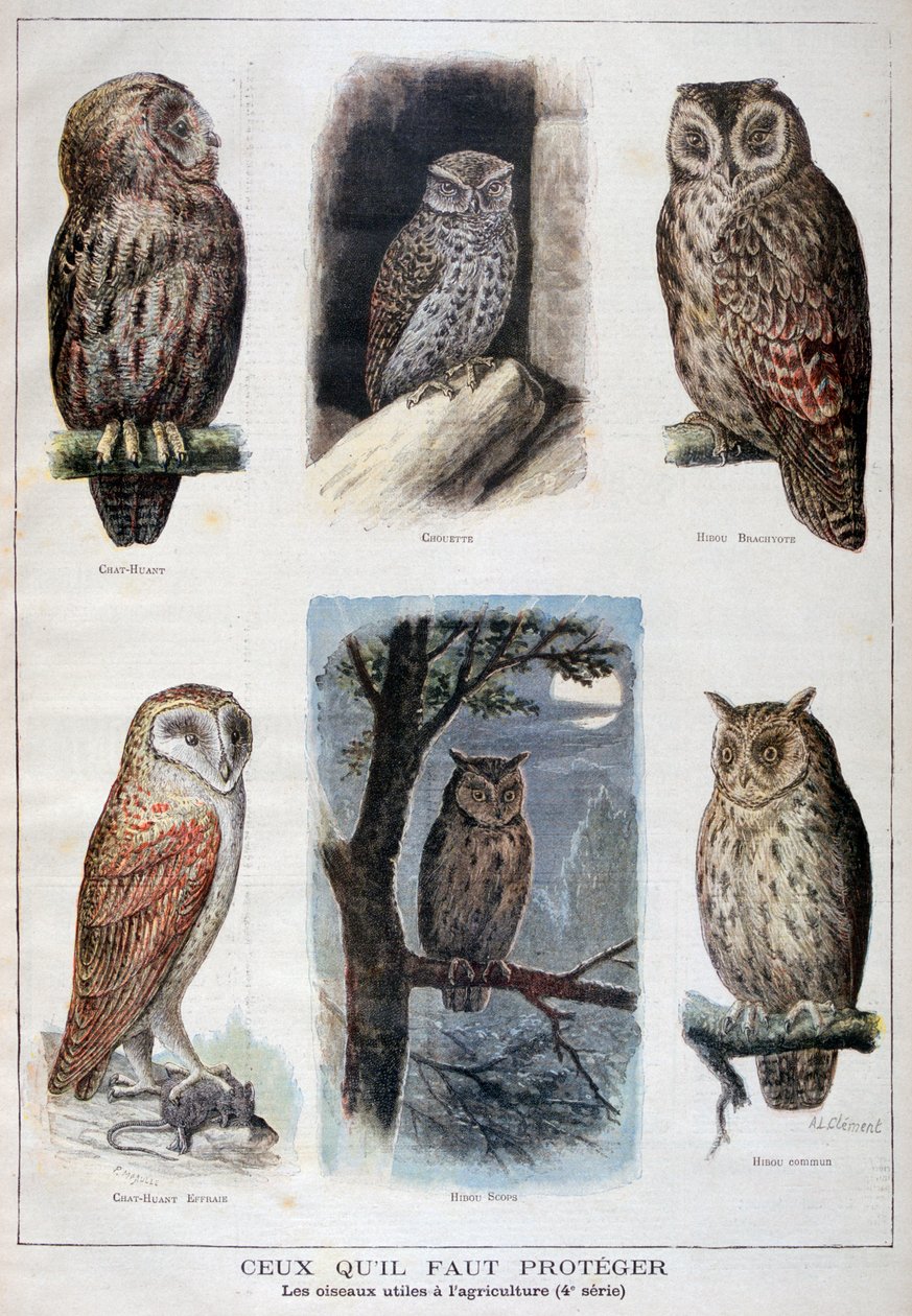 पक्षी जो संरक्षित हैं, और कृषि में सहायक हैं, 1897 द्वारा Fortuné Méaulle