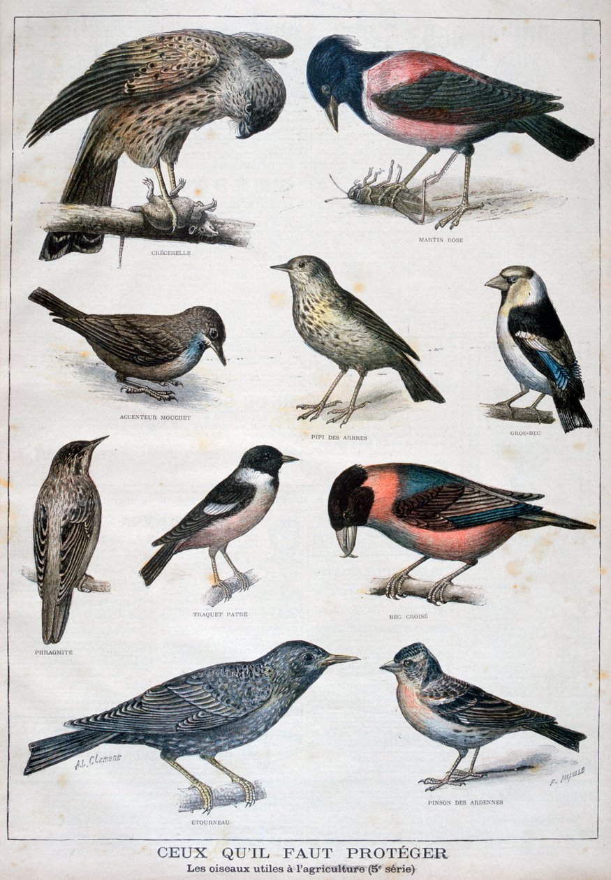 पक्षी जो संरक्षित हैं, और कृषि में सहायक हैं, 1897 द्वारा Fortuné Méaulle