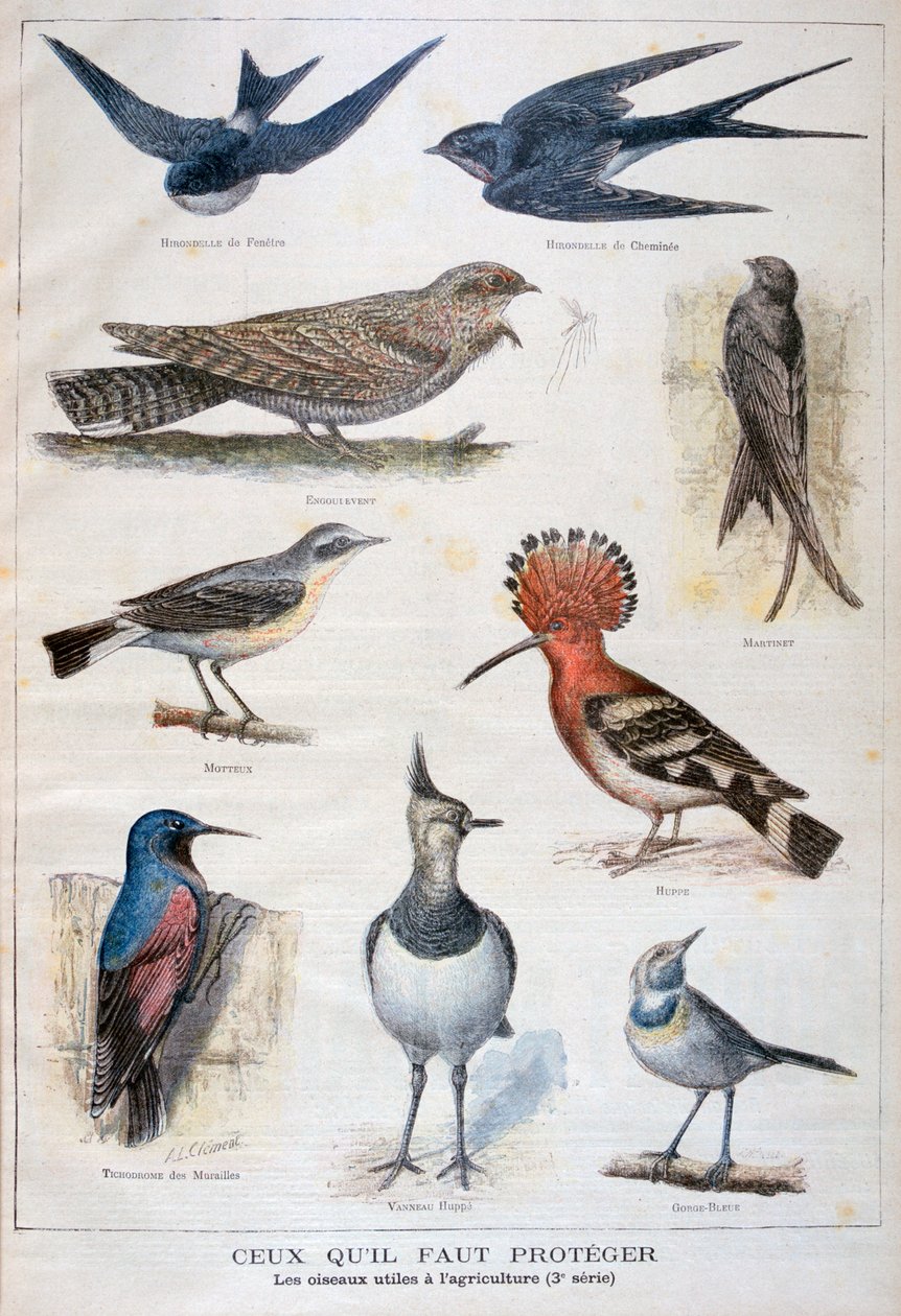 पक्षी जो संरक्षित हैं, और कृषि में सहायक हैं, 1897 द्वारा Fortuné Méaulle