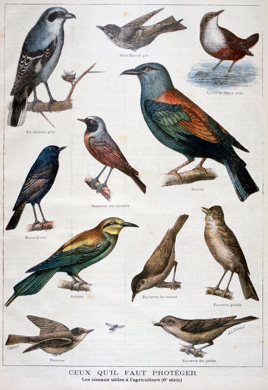 पक्षी जो संरक्षित हैं, और कृषि में सहायक हैं, 1897 द्वारा Fortuné Méaulle
