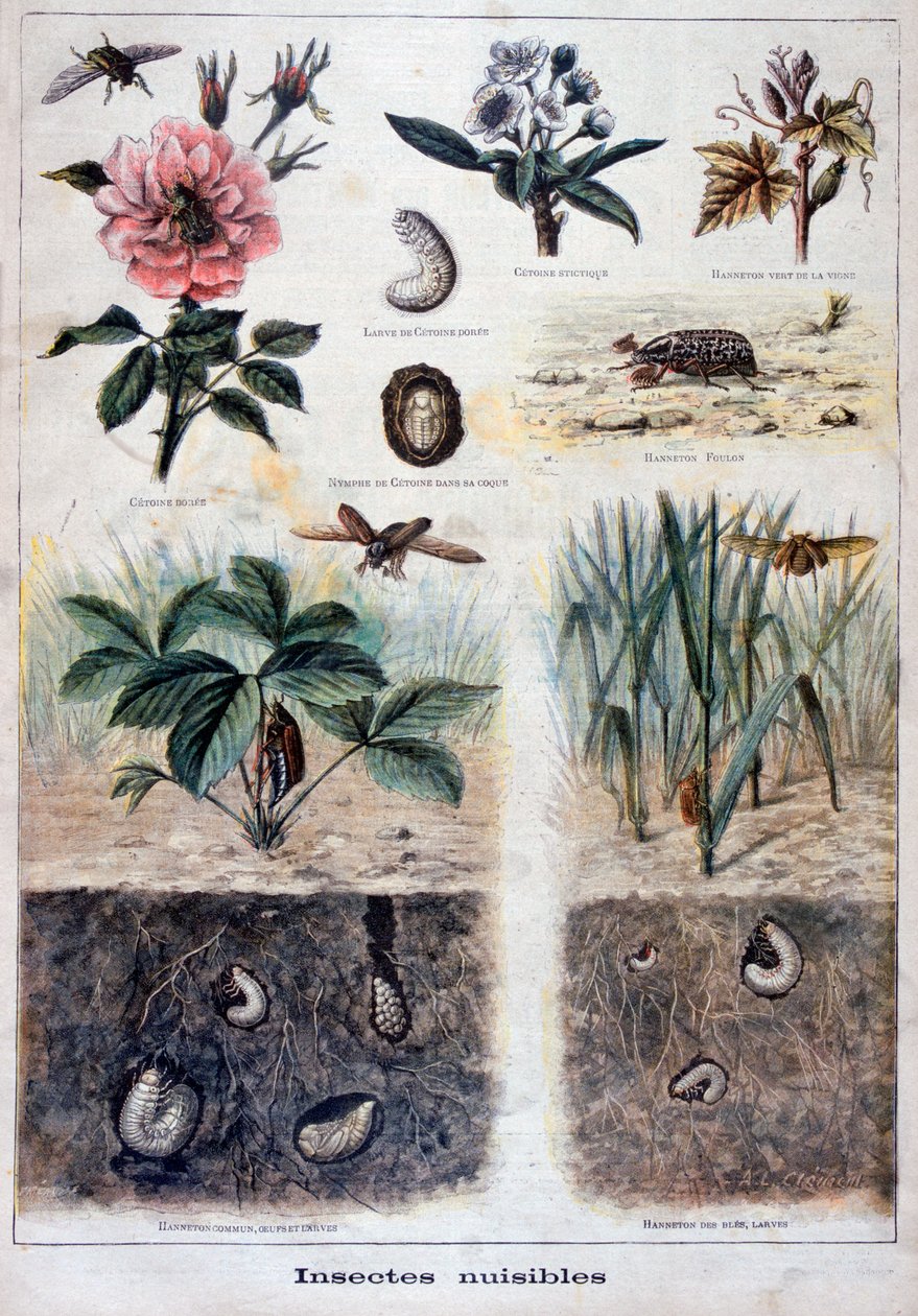 हानिकारक कीड़े, 1897 द्वारा Fortuné Méaulle