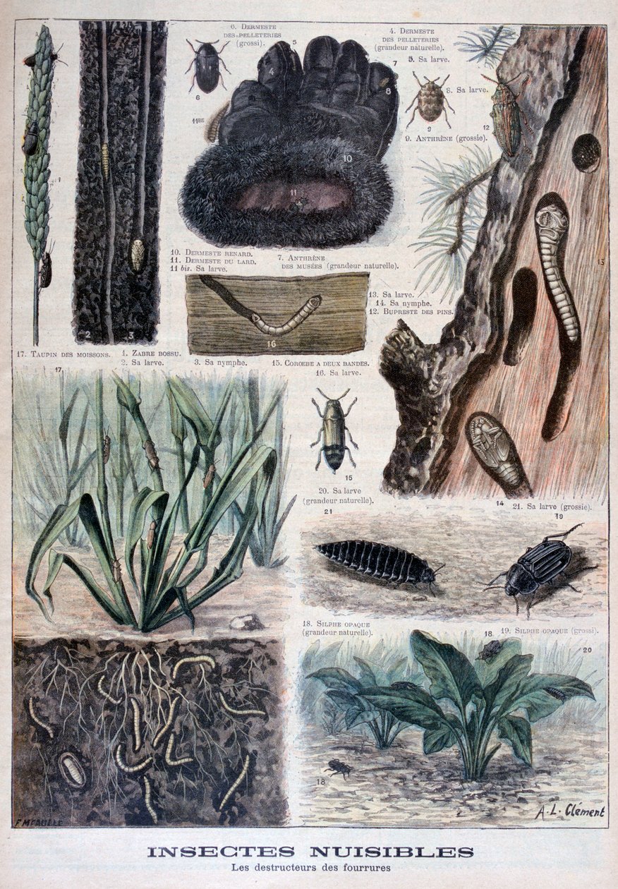 फर्स के लिए हानिकारक कीड़े, 1897 द्वारा Fortuné Méaulle