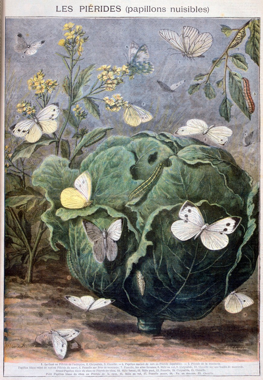 पियरिड तितलियों, 1897 द्वारा Fortuné Méaulle