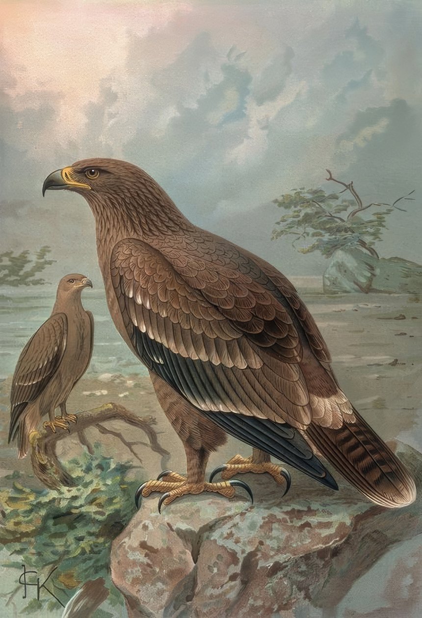 उत्कीर्णन-अगुइला डे NEPAL-FEMALES-AQUILA NIPALENSIS द्वारा फ्रान्सिया
