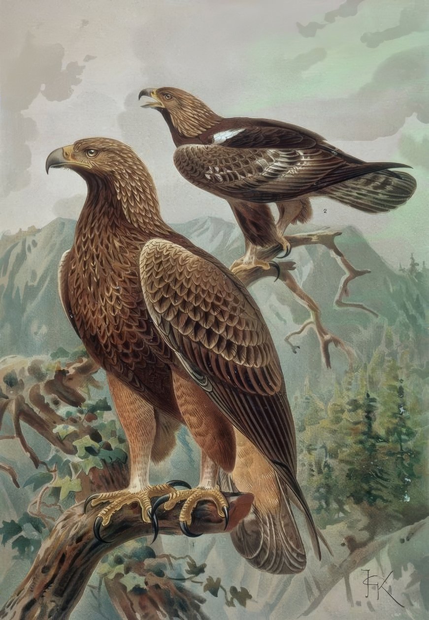 उत्कीर्णन- AGUILA DORADA-ADULT MALE (1) और FEMALE (2) AQUYLA CHYSAETUS द्वारा फ्रान्सिया