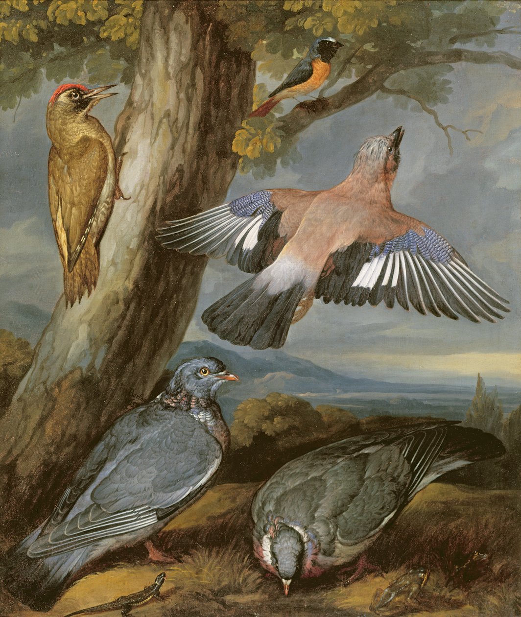 जे।, ग्रीन वुडपेकर, कबूतर और रेडस्टार्ट, c.1650 द्वारा फ्रांसिस बार्लो