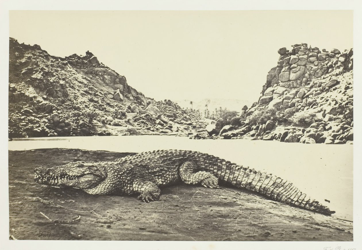 सैंड-बैंक पर मगरमच्छ, 1857। द्वारा फ्रांसिस फ्रिथ
