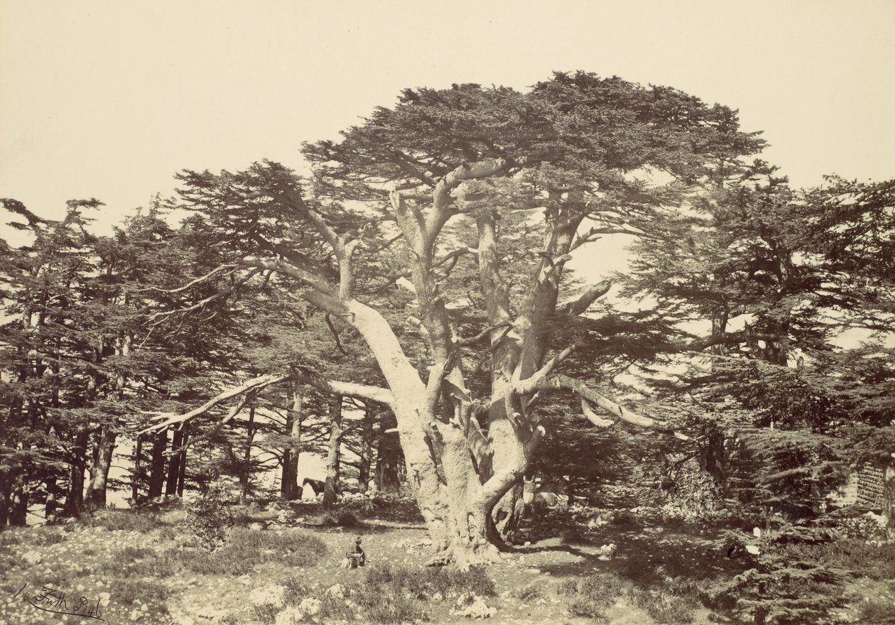 सबसे बड़ा देवदार, माउंट लेबनान, 1857। द्वारा फ्रांसिस फ्रिथ