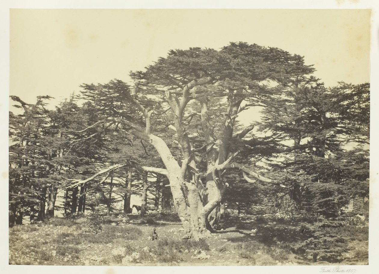 सबसे बड़ा देवदार, माउंट लेबनान, 1857। द्वारा फ्रांसिस फ्रिथ
