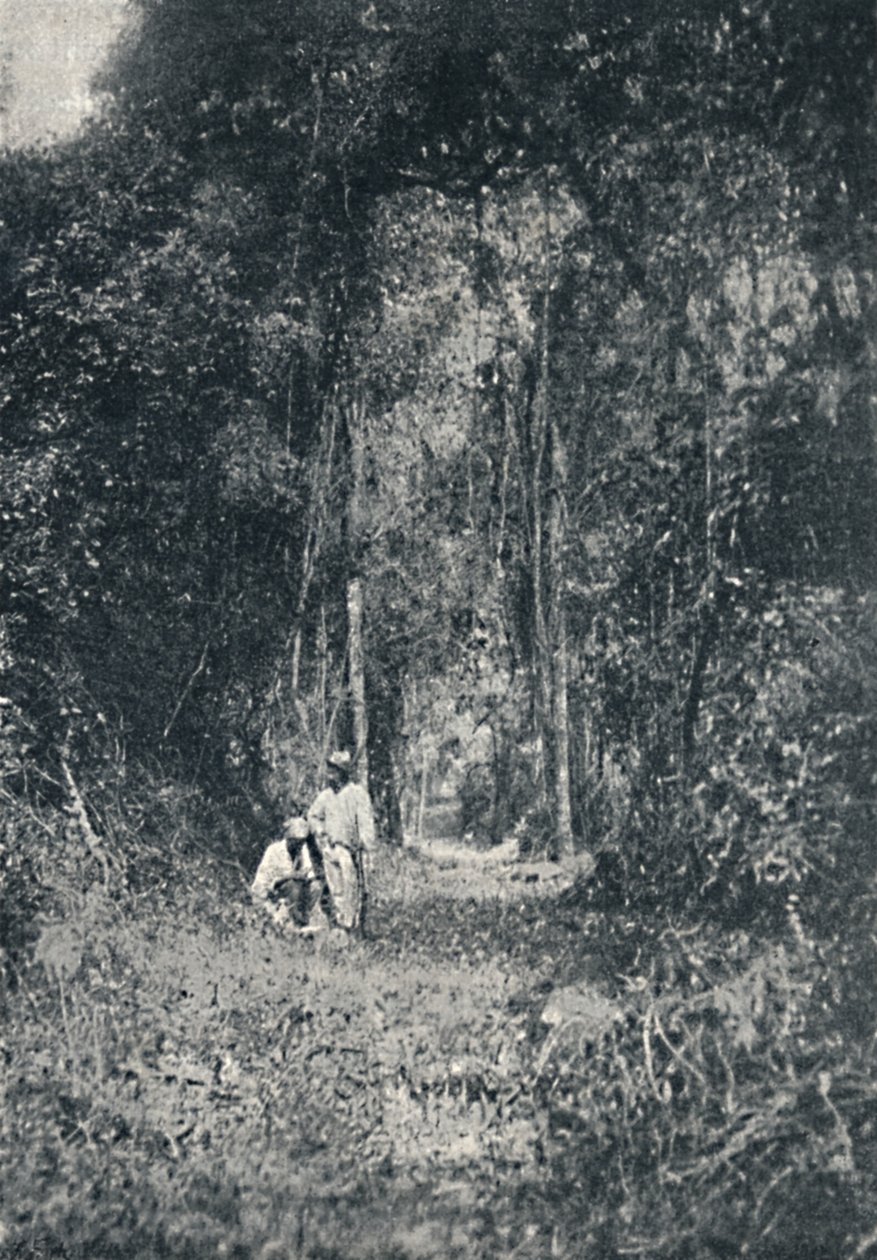 हाई पराना रोड, 1895 द्वारा फ्रांसिस्को हेंसलर
