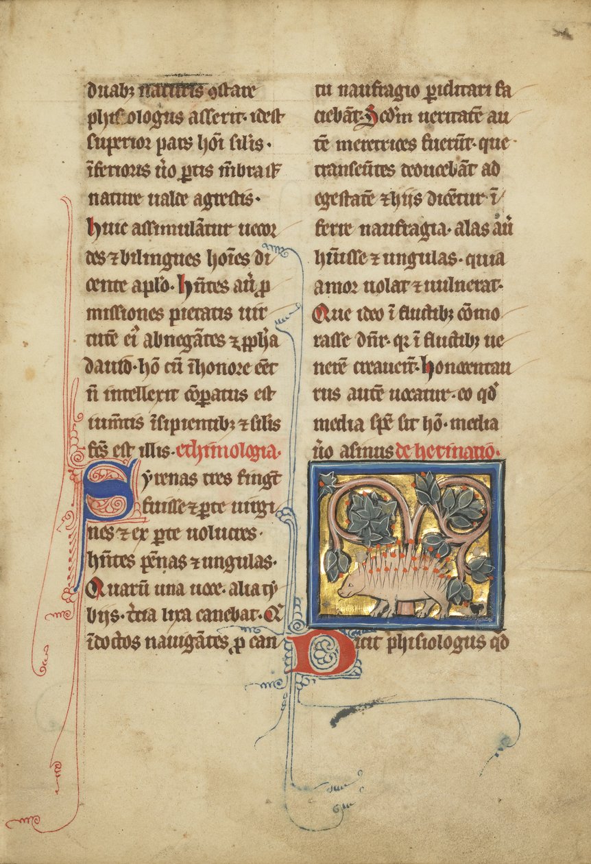 एक बेस्टेयरी सुश्री लुडविग XV 4, फॉल से एक हेजहोग। 82, c.1280-1300 (स्वभाव, कलम और स्याही, सोने की पत्ती और चर्मपत्र पर पेंट) द्वारा फ्रेंको फ्लेमिश स्कूल
