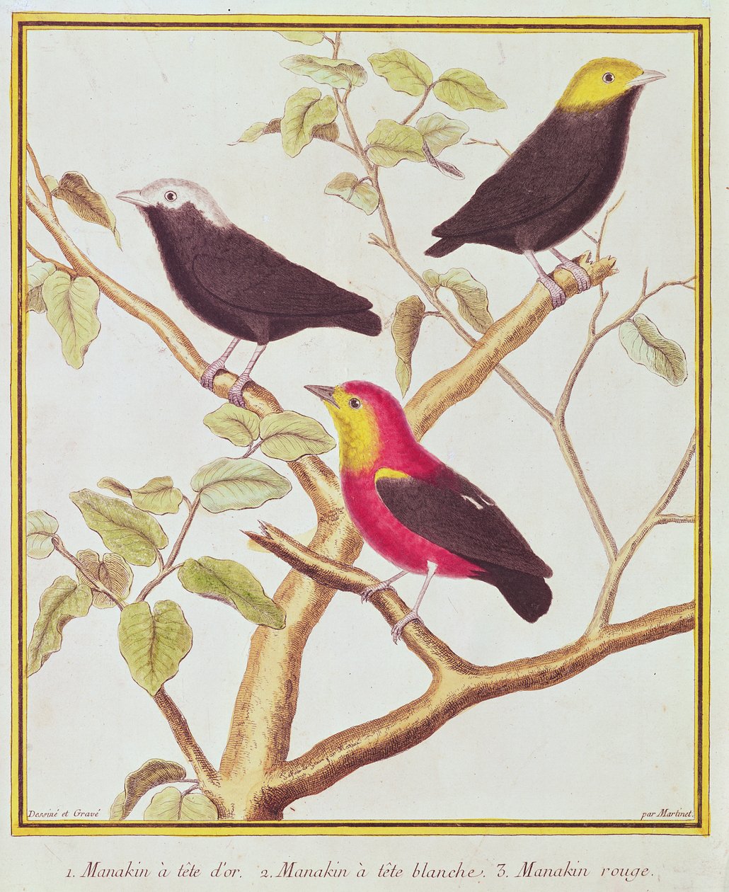 manakins द्वारा फ्रेंकोइस निकोलस मार्टिनेट
