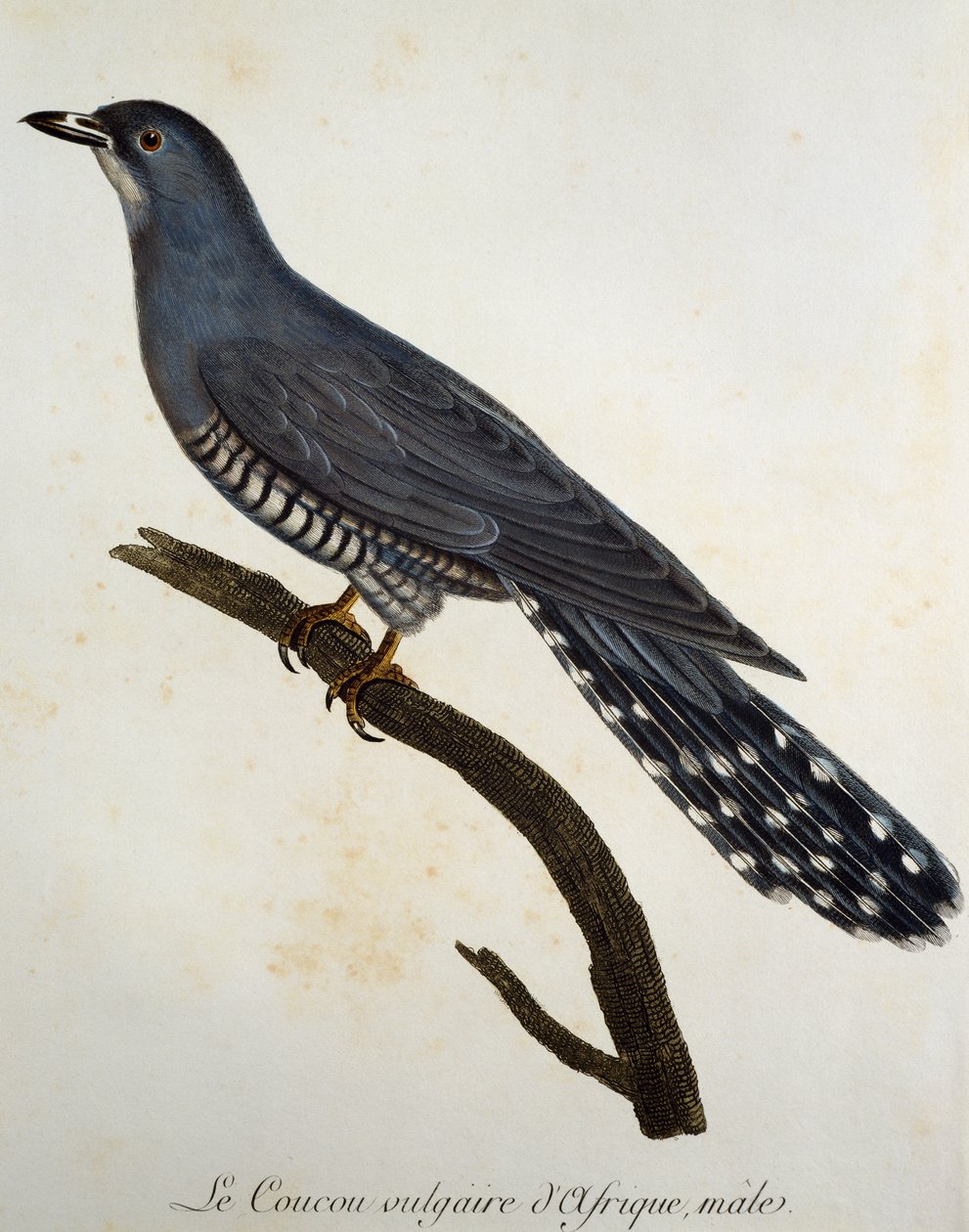 अफ्रीकी कोयल (कुकुलस गुलारिस), फ्रांस्वा ले वैलेन्ट (1753-1824), फ्रांस द्वारा हिस्टोइरे नेचरल डेस ओइसेओ डी'अफ्रिक से उत्कीर्णन द्वारा फ्रेंकोइस ले वैलेन्ट