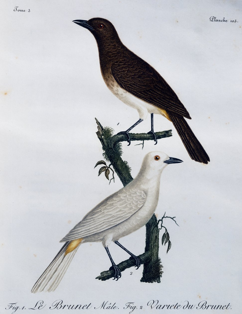 अफ्रीकी लाल आंखों वाला बुलबुल (पाइकोनोटस नाइग्रिकन्स), हिस्टॉयर नेचरले डेस ओइसो डी'अफ्रीक से उकेरा गया है द्वारा फ्रेंकोइस ले वैलेन्ट