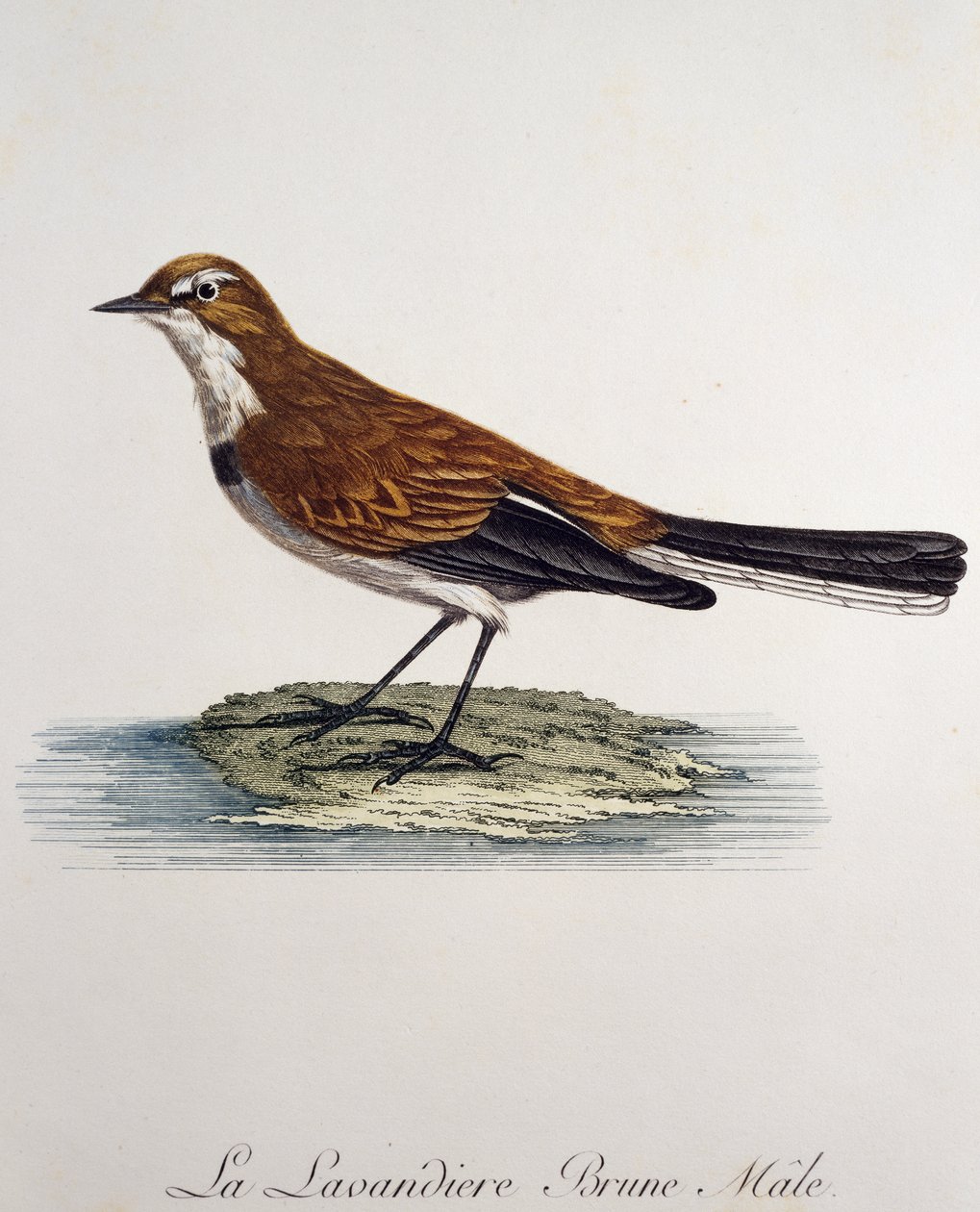 नर केप वैग्टेल (मोटासिला कैपेंसिस), फ्रांस्वा ले वैलेंट (1753-1824), फ्रांस द्वारा हिस्टोइरे नेचरल डेस ओइसो डी'अफ्रिक से उत्कीर्णन द्वारा फ्रेंकोइस ले वैलेन्ट