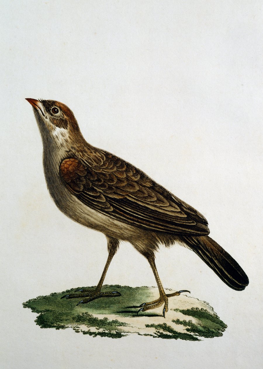 फीमेल कोयल रोलर, फ़्रैंकोइस ले वैलेन्ट (1753-1824), फ़्रांस द्वारा अफ्रीका के पक्षियों के प्राकृतिक इतिहास से उत्कीर्णन द्वारा फ्रेंकोइस ले वैलेन्ट