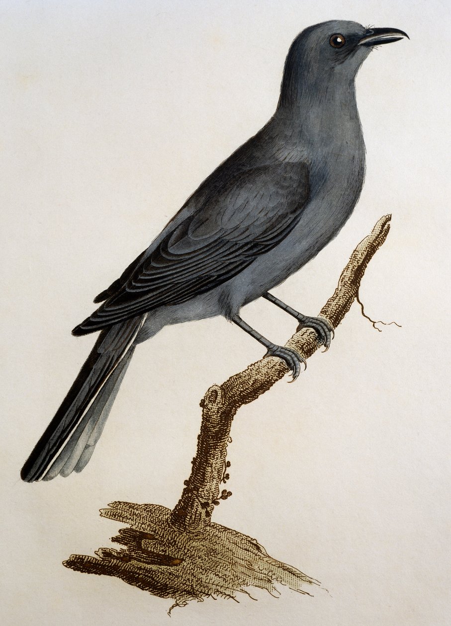 ग्रे कुकूश्रीके (कोरासिना सेसिया), फ्रांस्वा ले वैलेन्ट (1753-1824), फ्रांस द्वारा हिस्टोइरे नेचरल डेस ओइसेओ डी'अफ्रिक से उत्कीर्णन द्वारा फ्रेंकोइस ले वैलेन्ट