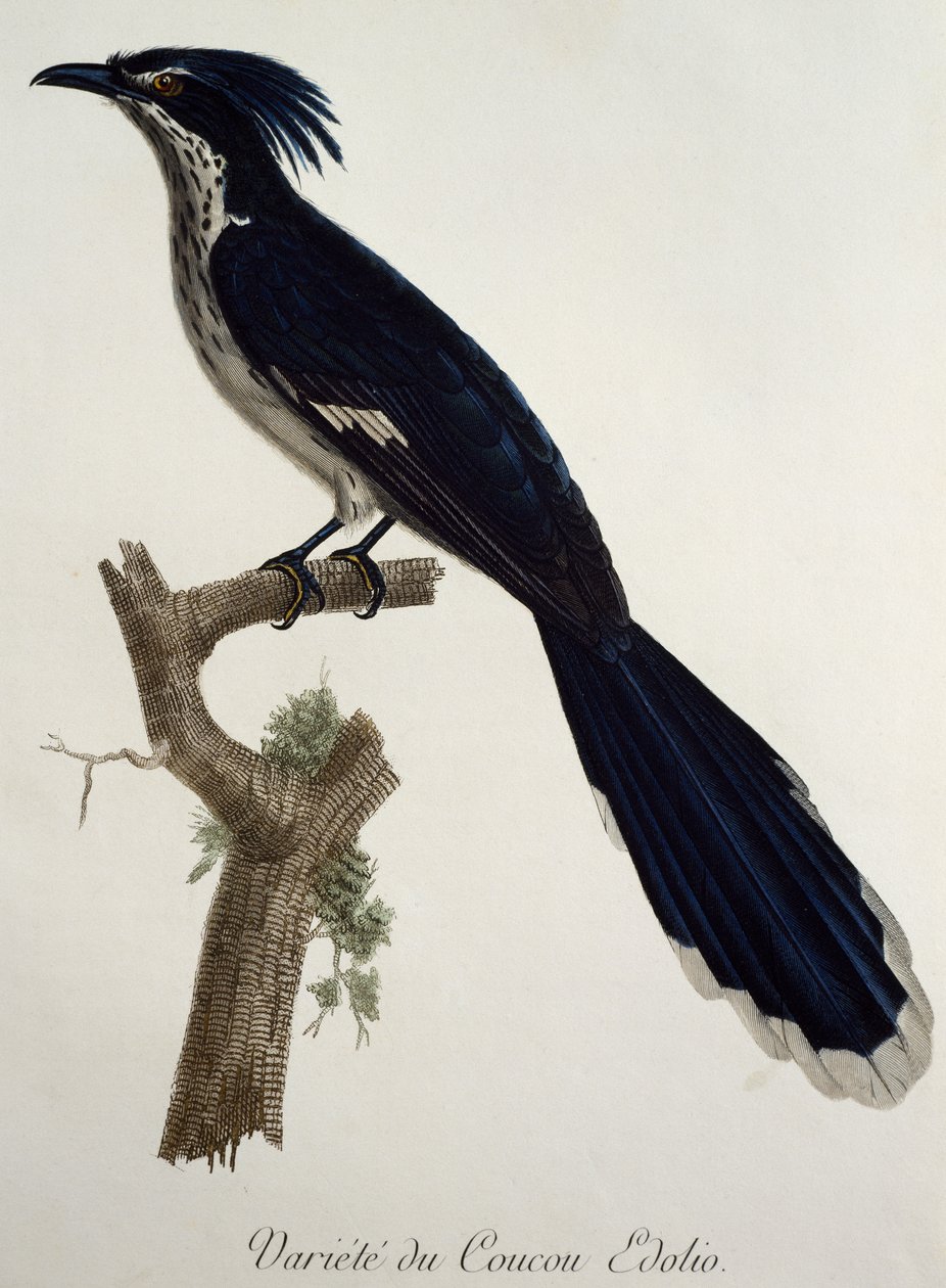 लेवैलेंट की कोयल (क्लैमेटर लेवेलेंटी), फ्रांस्वा ले वैलेन्ट (1753-1824), फ्रांस द्वारा हिस्टोइरे नेचरल डेस ओइसो डी'अफ्रिक से उत्कीर्णन द्वारा फ्रेंकोइस ले वैलेन्ट