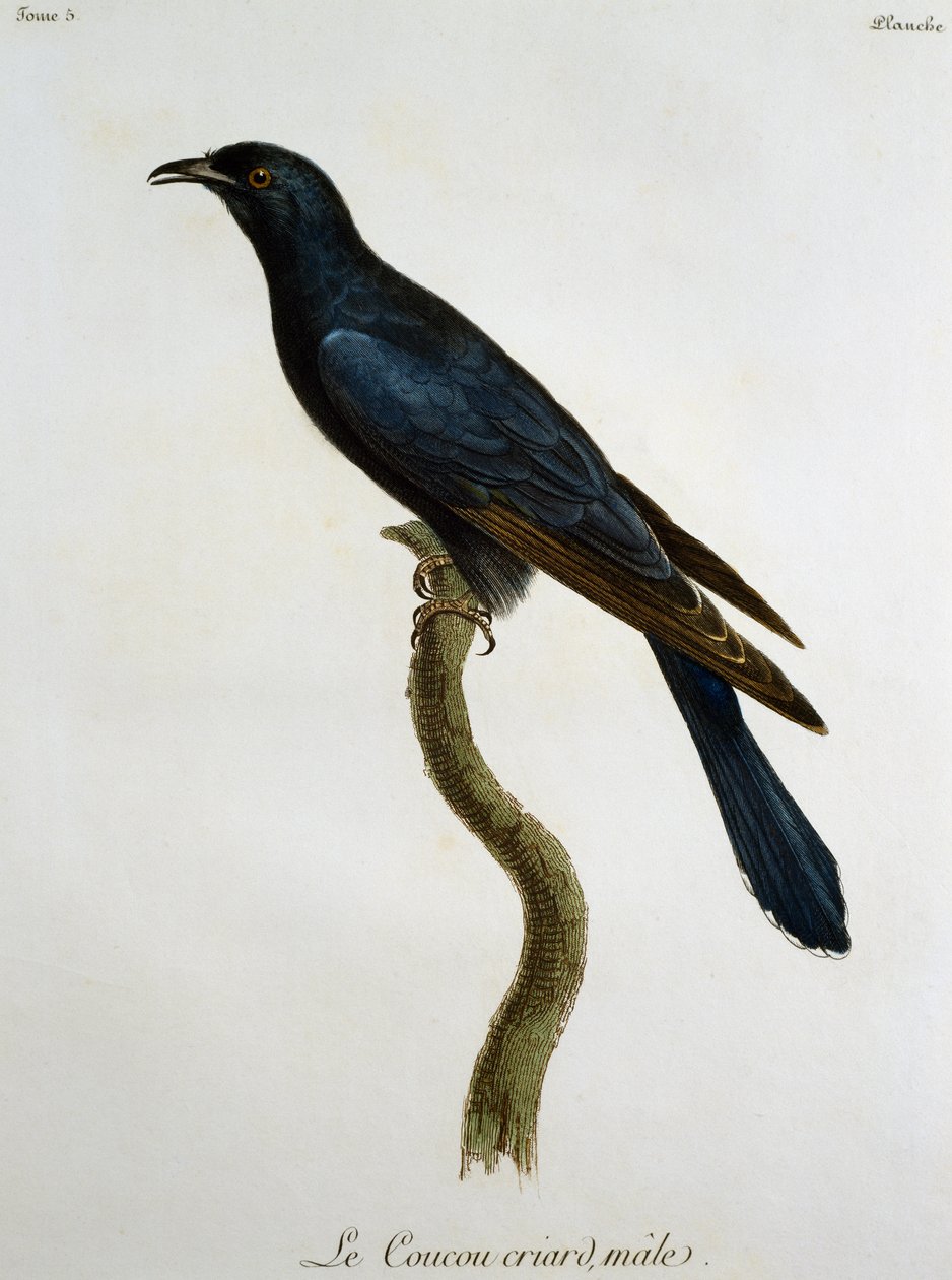 नर ब्लैक कोयल (कुकुलस क्लैमोसस), फ्रांस्वा ले वैलेन्ट (1753-1824), फ्रांस द्वारा हिस्टोइरे नेचरल डेस ओइसेओ डी'अफ्रिक से उत्कीर्णन द्वारा फ्रेंकोइस ले वैलेन्ट