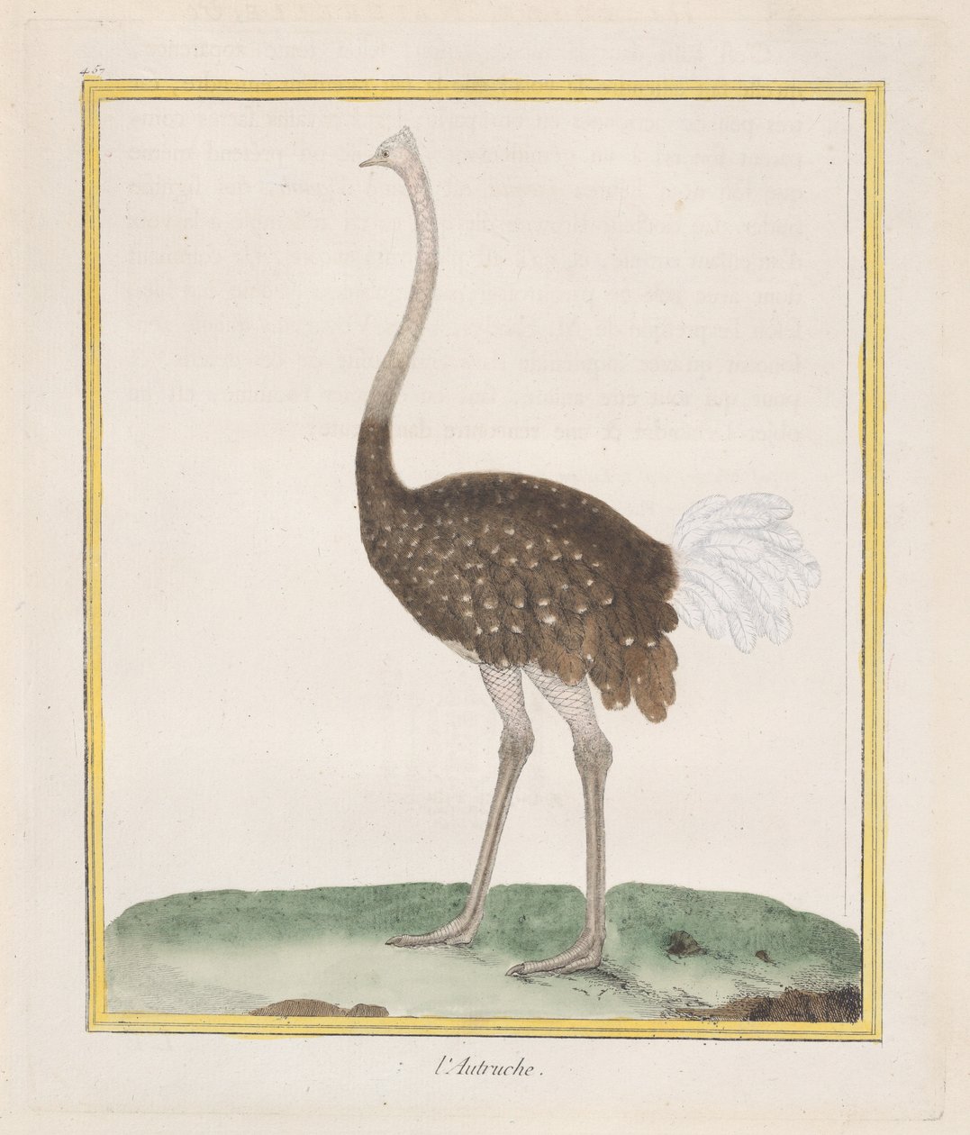शुतुरमुर्ग शुतुरमुर्ग, 1770-86। द्वारा फ्रेंकोइस निकोलस मार्टिनेट