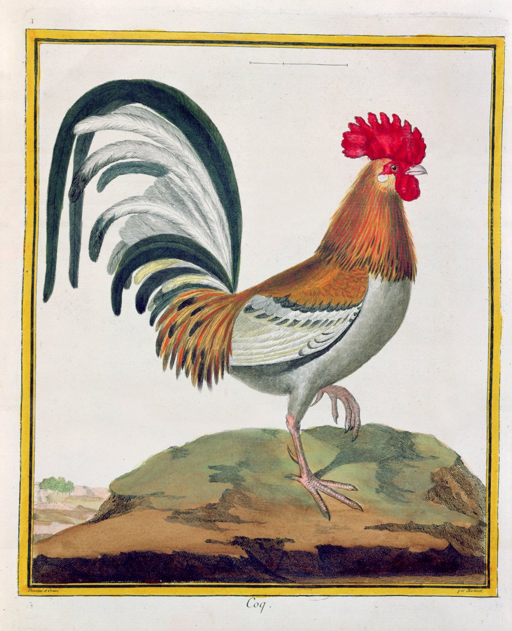 जार्ज डे बफन (1707-88) द्वारा &39;नेचुरल हिस्ट्री ऑफ बर्ड्स&39; से कॉकरेल, 1777 प्रकाशित द्वारा फ्रेंकोइस निकोलस मार्टिनेट
