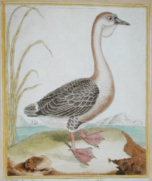जॉर्जेस डी बफन (1707-88) द्वारा 'हिस्टोइरे नेचरल डेस ओइसो' से गिनी डक, 1777 में प्रकाशित (रंगीन उत्कीर्णन) द्वारा फ्रेंकोइस निकोलस मार्टिनेट