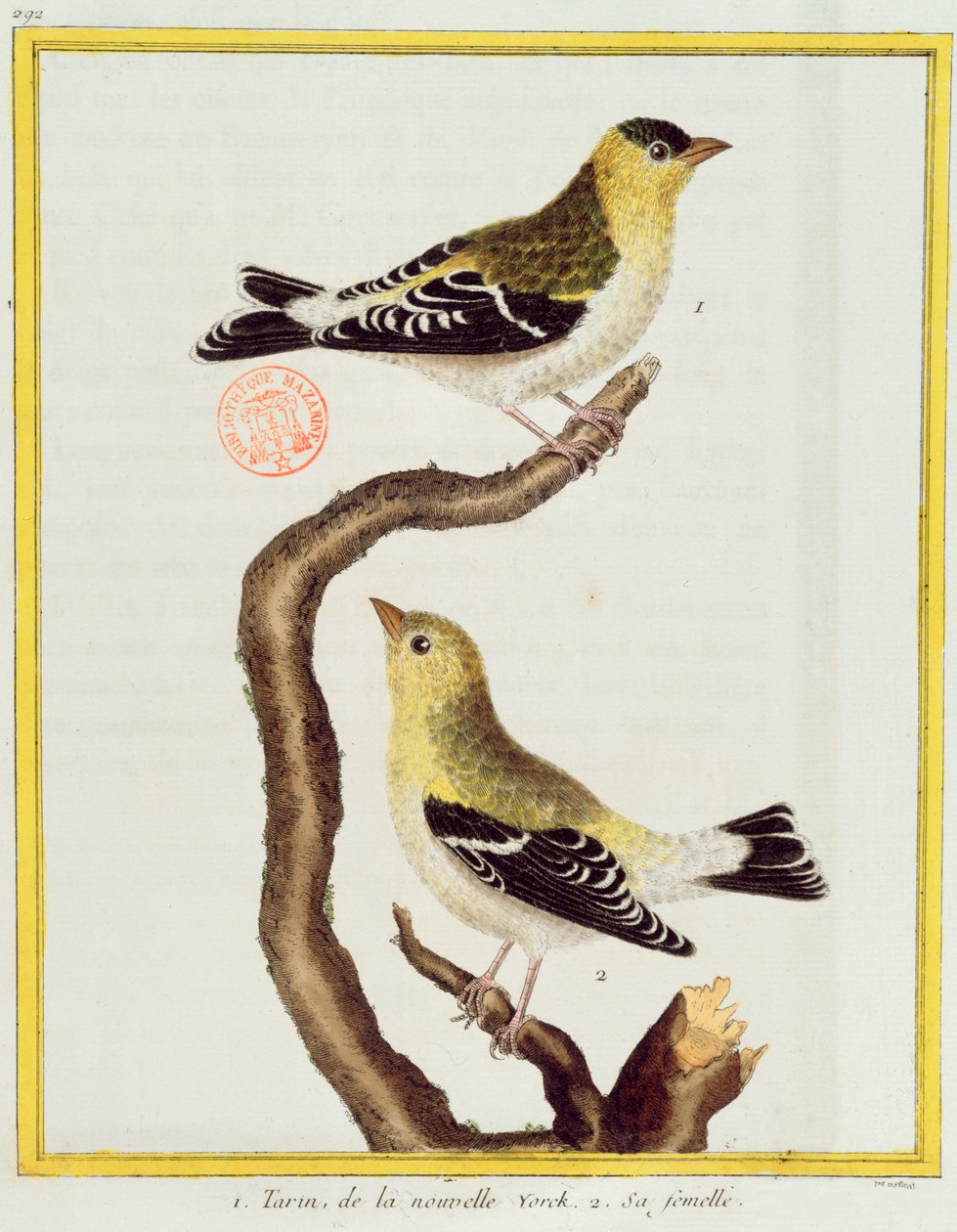 जार्ज डे बफन (1707-88) द्वारा प्रकाशित &39;हिस्टॉयर नेचुरल डेस ओइस्को&39; से सिस्किन की जोड़ी, 1777 प्रकाशित द्वारा फ्रेंकोइस निकोलस मार्टिनेट