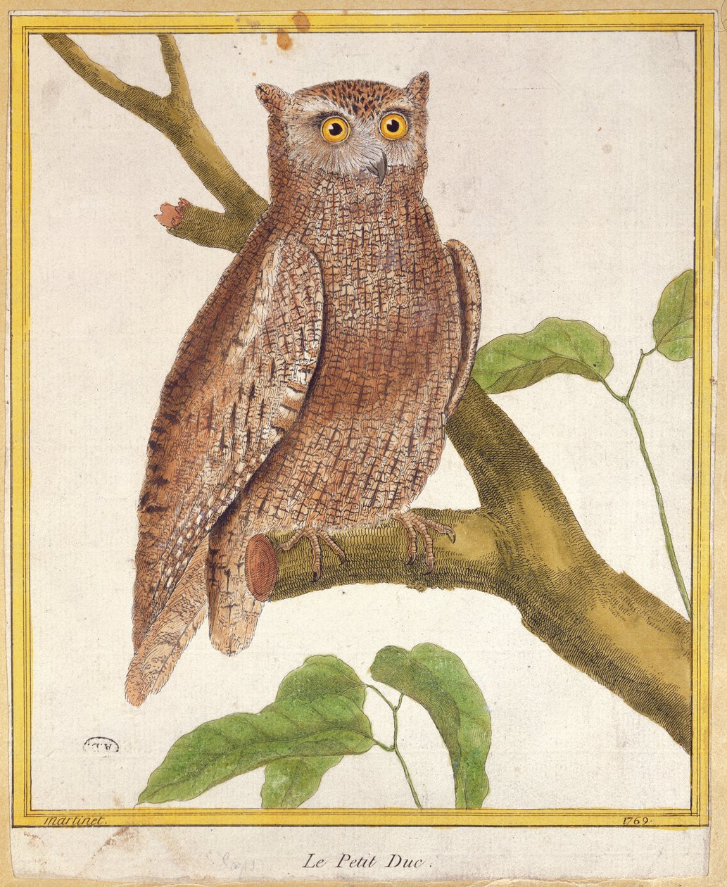 उल्लू स्कोप, जार्ज डे बफन (1707-88) द्वारा &39;हिस्टॉयर नेचरल डेस ओइसो&39; से 1777 प्रकाशित द्वारा फ्रेंकोइस निकोलस मार्टिनेट