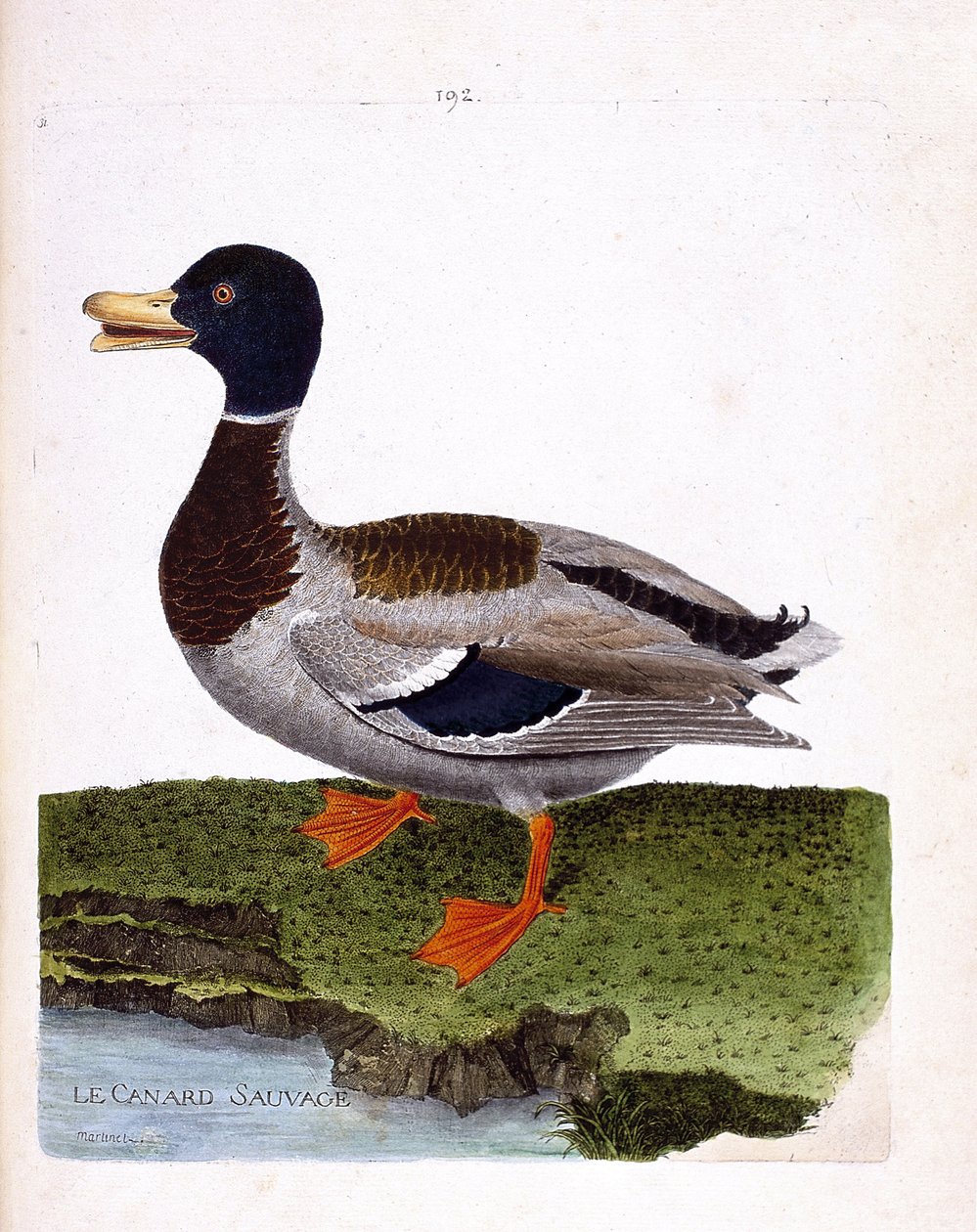 जूलॉजिकल बोर्ड (ऑर्निथोलॉजी): वाइल्ड डक (मैलार्ड डक या अनास प्लैटिरहिनचोस)। फ्रेंकोइस निकोलस मार्टिनेट (1731-1800) द्वारा "द हिस्ट्री ऑफ द बर्ड्स, पेंटेड इन देयर अपीयरिंग एंड सेंसिटिव एस्पेक्ट्स" में चित्रण। निजि संग्रह। द्वारा फ्रेंकोइस निकोलस मार्टिनेट