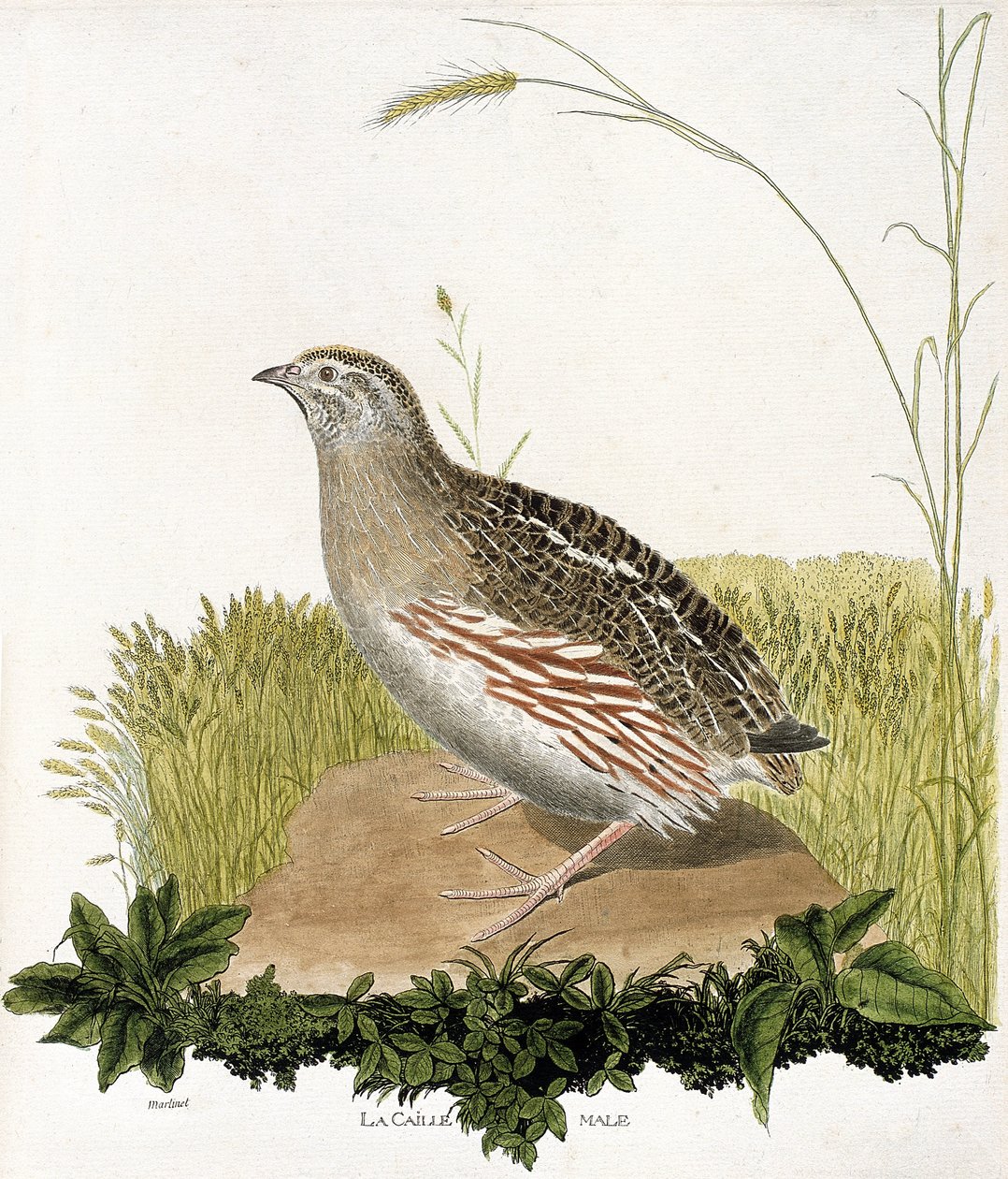 जूलॉजिकल चार्ट (पक्षी विज्ञान): नर बटेर (ब्ली बटेर या कॉटर्निक्स कॉटर्निक्स)। फ्रेंकोइस निकोलस मार्टिनेट (1731-1800) द्वारा "द हिस्ट्री ऑफ द बर्ड्स, पेंटेड इन देयर अपीयरिंग एंड सेंसिटिव एस्पेक्ट्स" में चित्रण। निजि संग्रह। द्वारा फ्रेंकोइस निकोलस मार्टिनेट