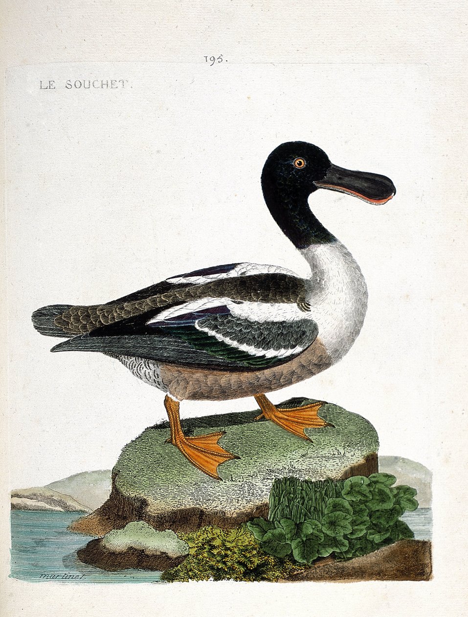 जूलॉजिकल चार्ट (ऑर्निथोलॉजी): स्ट्रेन (डक स्ट्रेनबेरी या अनस क्लाइपीटा)। फ्रेंकोइस निकोलस मार्टिनेट (1731-1800) द्वारा "द हिस्ट्री ऑफ द बर्ड्स, पेंटेड इन देयर अपीयरिंग एंड सेंसिटिव एस्पेक्ट्स" में चित्रण। निजि संग्रह। द्वारा फ्रेंकोइस निकोलस मार्टिनेट