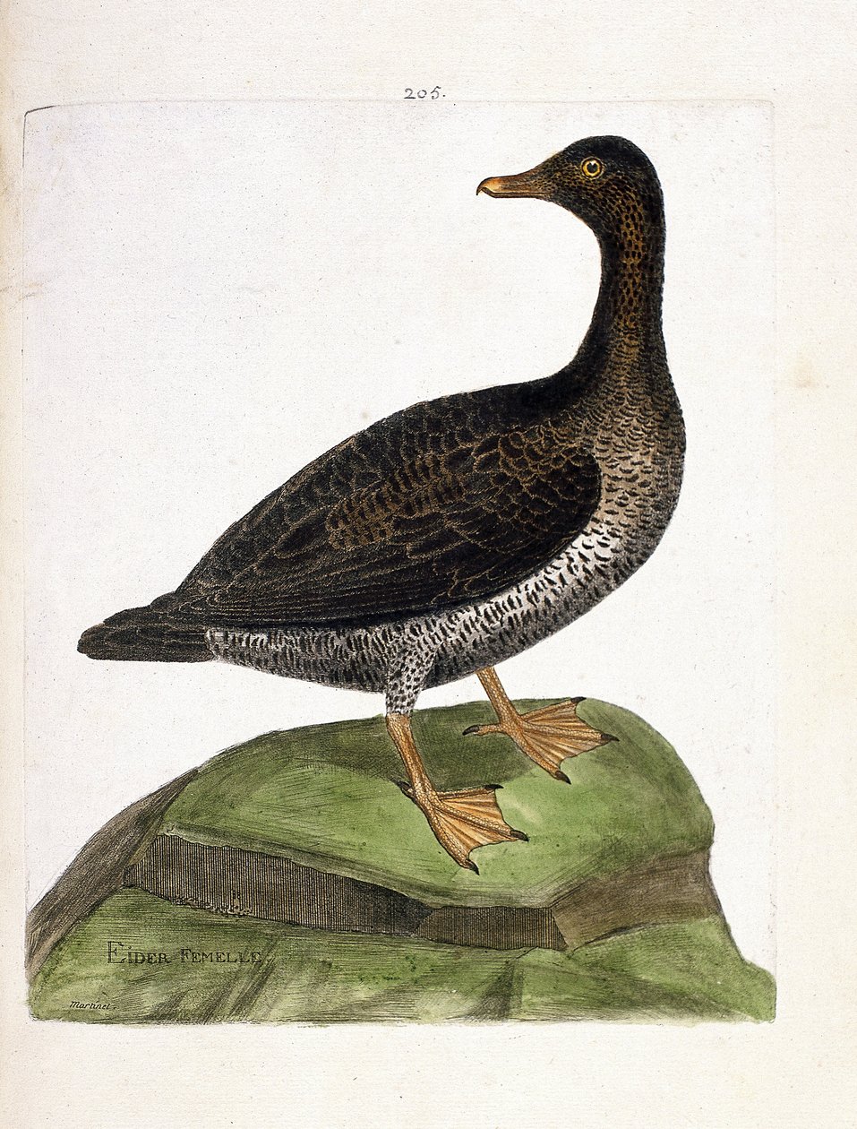 जूलॉजिकल चार्ट (ऑर्निथोलॉजी): मादा ईडर (ईडर ए डाउन या सोमाटेरिया मोलिसिमा)। फ्रेंकोइस निकोलस मार्टिनेट (1731-1800) द्वारा "द हिस्ट्री ऑफ द बर्ड्स, पेंटेड इन देयर अपीयरिंग एंड सेंसिटिव एस्पेक्ट्स" में चित्रण। निजि संग्रह। द्वारा फ्रेंकोइस निकोलस मार्टिनेट